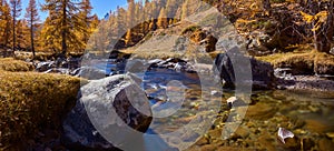 La ClareÌe river in full Fall colors panoramic. Haute ValleÌe de la ClareÌe, NeÌvache, Hautes-Alpes, Alps, Fran